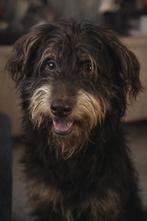 Liefdevol huisje gezocht voor bruno!, Poedel, België, Parvo, Particulier