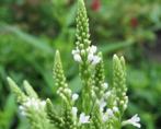 Vaste plant : Verbena hastata Alba  2 euro, Volle zon, Vaste plant, Zomer, Ophalen