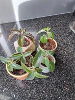 Mother of 1000, Huis en Inrichting, Kamerplanten, Ophalen, Halfschaduw, Minder dan 100 cm