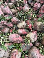 Gerooide voerbieten, Dieren en Toebehoren, Ophalen, Vee