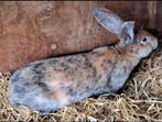 Lotharinger Voedster Te Koop, Vrouwelijk, Groot