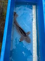 Magoi zwarte koi, Dieren en Toebehoren, Vissen | Vijvervissen, Karper of Koi