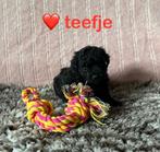 🐶 super lieve maltipoo toy poedel pups 💜💛❤️💙, Poedel, CDV (hondenziekte), 8 tot 15 weken, Meerdere