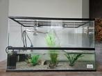 Groot tartarium met 2 leuke muskusschildpadjes, Dieren en Toebehoren, Reptielen en Amfibieën | Toebehoren, Ophalen, Zo goed als nieuw