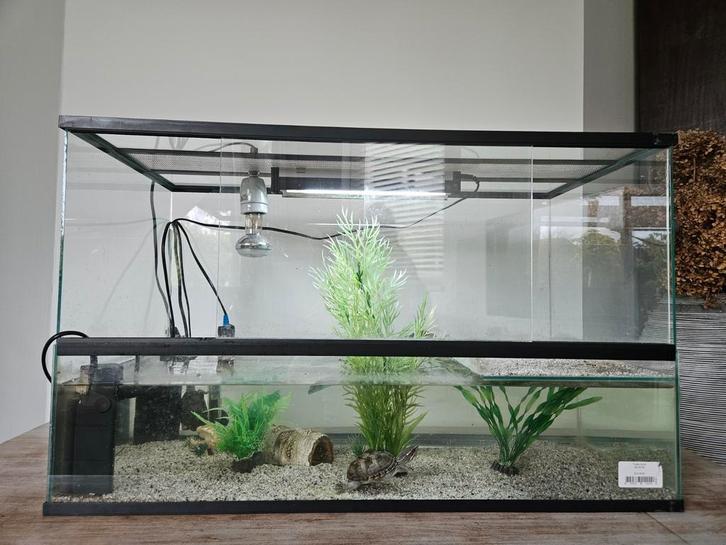 Groot tartarium met 2 leuke muskusschildpadjes, Dieren en Toebehoren, Reptielen en Amfibieën | Toebehoren, Zo goed als nieuw, Terrarium of Paludarium