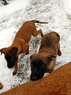 mechelse herder pups, 8 tot 15 weken, Meerdere, Meerdere dieren, Herder