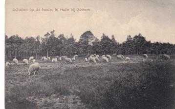Ansichtkaart 1922 Halle Schapen op de heide bij Zelhem beschikbaar voor biedingen