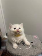 Schattige mooie Britse langhaar X Turkse Angora kittens, Dieren en Toebehoren, Katten en Kittens | Overige Katten, Meerdere dieren