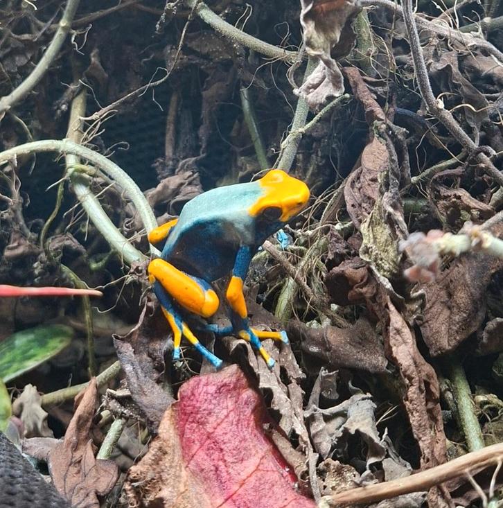 4x Dendrobates Tinctorius Tumucumaque, Dieren en Toebehoren, Reptielen en Amfibieën, Amfibie, 0 tot 2 jaar