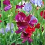 Lathyrus zaad, Verzenden, Voorjaar, Volle zon, Zaad