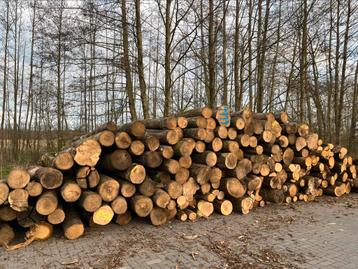 Stamhout / rondhout beschikbaar voor biedingen