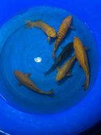 5 chagois en 1 dark ochiba, Dieren en Toebehoren, Vissen | Vijvervissen, Karper of Koi