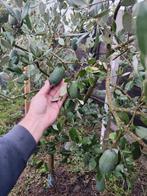 Feijoa., Tuin en Terras, Ophalen of Verzenden, Volle zon, Overige soorten, 100 tot 250 cm