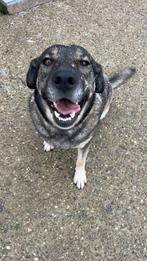 ‍ Sara zoekt een gezin ‍, Dieren en Toebehoren, Honden | Niet-rashonden, Particulier, 1 tot 2 jaar, Teef, Eén hond