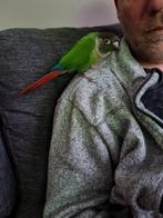 Verschillende pyhurras te koop, Dieren en Toebehoren, Meerdere dieren, Parkiet