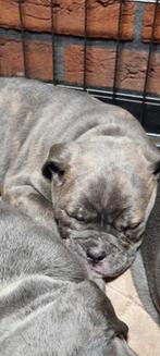 Old English Bulldog pups, 8 tot 15 weken, Bulldog, Meerdere, Meerdere dieren