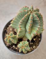 Euphorbia Fruticosa Inermis p7