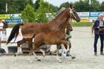 Tuigpaard veulens, Dieren en Toebehoren, Paarden, Merrie, Minder dan 160 cm, 0 tot 2 jaar