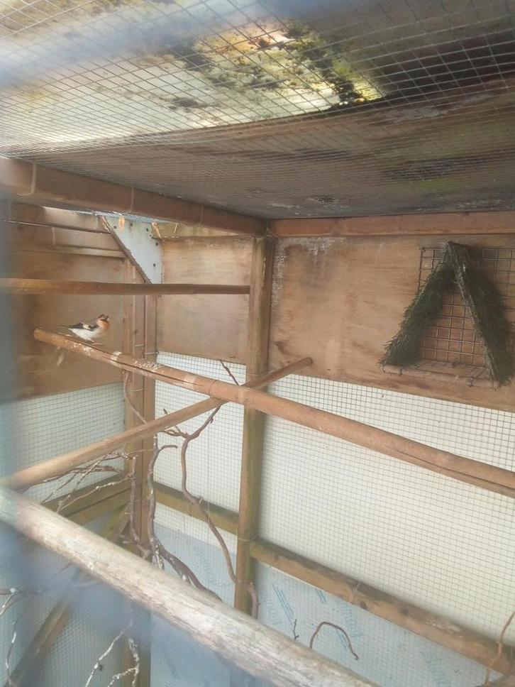 bastaard wildzang vogel, Dieren en Toebehoren, Vogels | Overige Vogels, Wildzangvogel, Mannelijk, Geringd