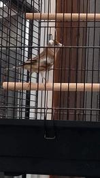 Putter x kanarie, Dieren en Toebehoren, Vogels | Kanaries, Mannelijk, Bastaard