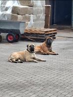 Bullmastiff pup, 8 tot 15 weken, Meerdere, Nederland, Particulier