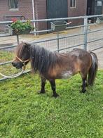 Mini pony merrie....advertentie gewijzigd.., Dieren en Toebehoren, Pony's, Merrie, Gechipt, A pony (tot 1.17m), 11 jaar of ouder