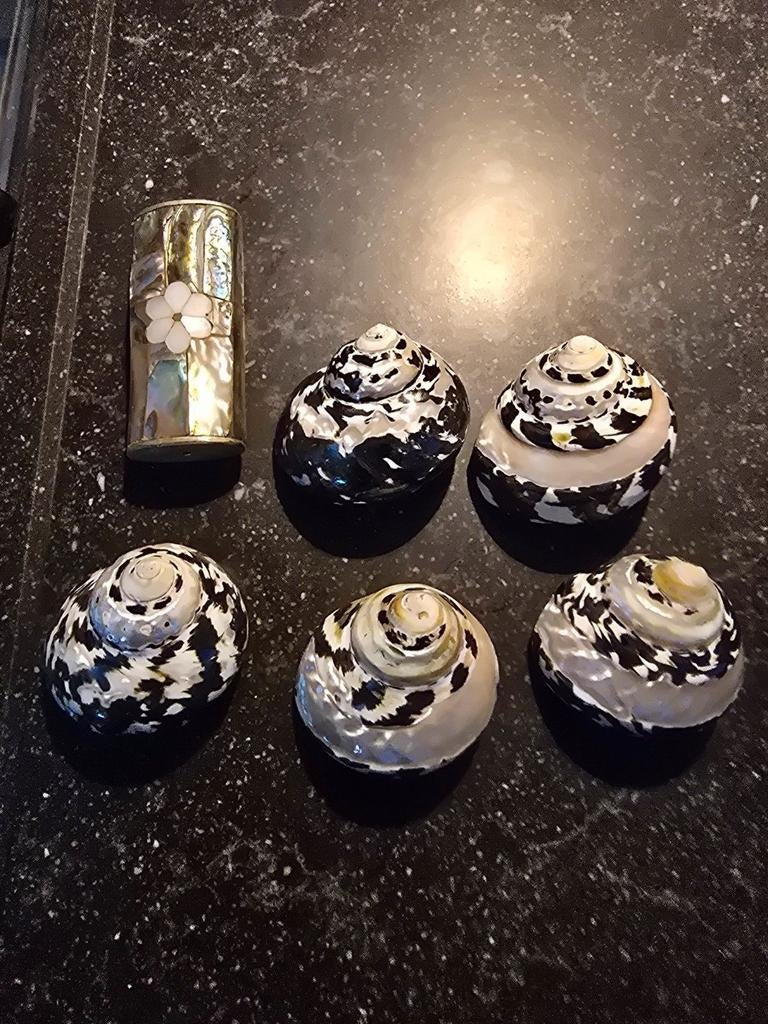 Mooie zwart/ kleine/ middel Turbo's, Ophalen of Verzenden