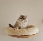 Siberische X Perzische Poesje, Poes, Ingeënt