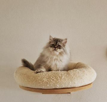 Siberische X Perzische Poesje beschikbaar voor biedingen