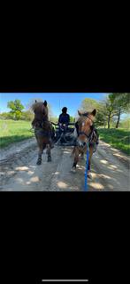 Menkar shetlander/ pony, Ophalen of Verzenden