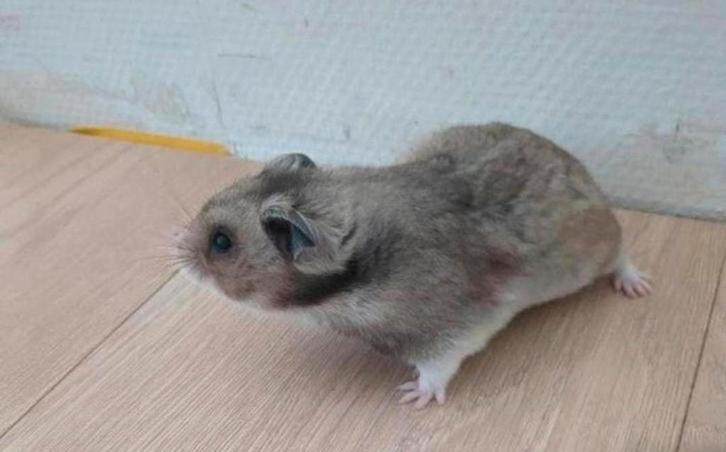 Lieve goudhamster/Syrische hamster, Dieren en Toebehoren, Knaagdieren, Mannelijk, Hamster, Juni, Tam