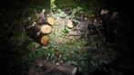 Gratis stammen, zelf erzagen in AALSMEER, Tuin en Terras, Haardhout, 6 m³ of meer, Ophalen, Overige houtsoorten, Stammen