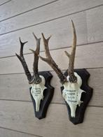 2 Mooie Ree Geweien Samen € 25 Jacht Mancave  Overkapping d7, Ophalen of Verzenden, Hert, Gewei of Kop