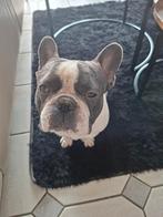 Franse bulldog, Reu, Parvo, Bulldog, Eén hond