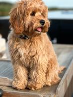 F1 cavapoo pups. Geboren op 28 oktober, Dieren en Toebehoren, CDV (hondenziekte), 8 tot 15 weken, Meerdere, Nederland