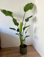strelizia kamerplant, Huis en Inrichting, Kamerplanten, Ophalen, Overige soorten, 150 tot 200 cm