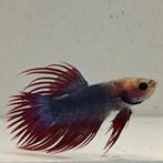 Betta splendens man 51, Dieren en Toebehoren, Vissen | Aquariumvissen, Vis