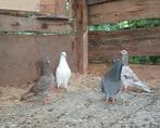 Ik ben deze duiven kwijt, Dieren en Toebehoren, Vogels | Duiven, Meerdere dieren