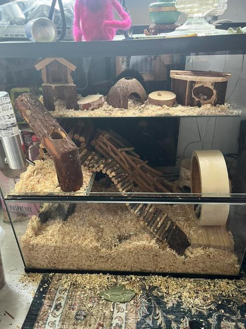 Tamme muizen met terrarium, Dieren en Toebehoren, Knaagdieren, Vrouwelijk, Muis, Januari, Tam