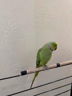 Mooie Halsbandparkieten (Groen en Geel), Dieren en Toebehoren, Meerdere dieren, Parkiet