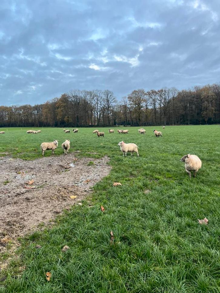 Drachtige ooien te koop, Dieren en Toebehoren, Schapen, Geiten en Varkens, Schaap, Vrouwelijk