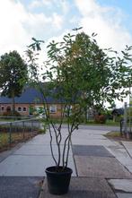 krentenboom meerstammig amelanchier lamarckii, Overige soorten, Zomer, Ophalen, Volle zon