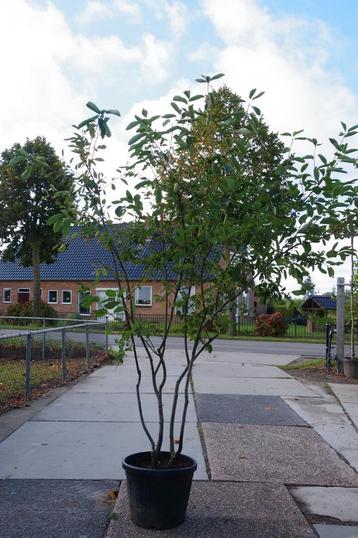 krentenboom meerstammig amelanchier lamarckii  beschikbaar voor biedingen