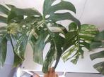 Monstera variegata stek, top-cuts, huge leaves, Huis en Inrichting, Kamerplanten, Ophalen, Overige soorten, Minder dan 100 cm