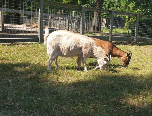 Twee dwerggeitjes, Dieren en Toebehoren, Schapen, Geiten en Varkens, Geit, Vrouwelijk, 6 jaar of ouder