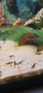 Endler guppies, Dieren en Toebehoren, Vis