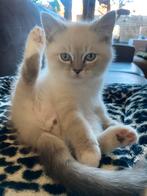 Ragdoll katertje nog beschikbaar 💙, Meerdere dieren