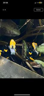 Koppel Dendrobates tinctorius  tumucumaque, Dieren en Toebehoren