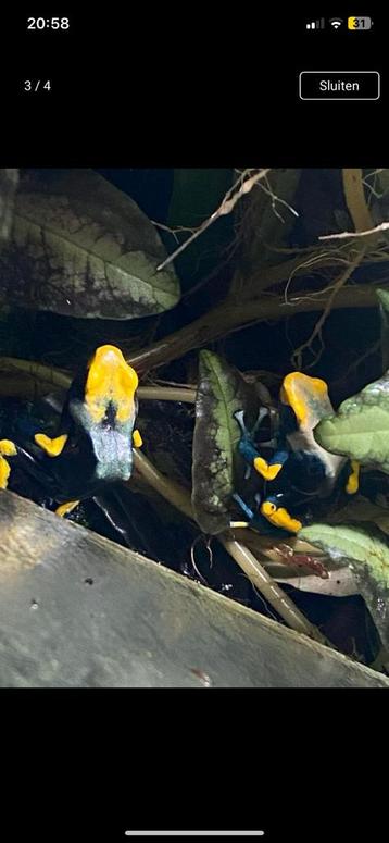 Koppel Dendrobates tinctorius  tumucumaque beschikbaar voor biedingen