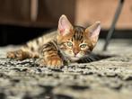 Bengaal kitten “ Tayga”, Dieren en Toebehoren, Gechipt, 0 tot 2 jaar, Kater